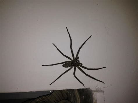 門前斜坡 家裏出現大蜘蛛